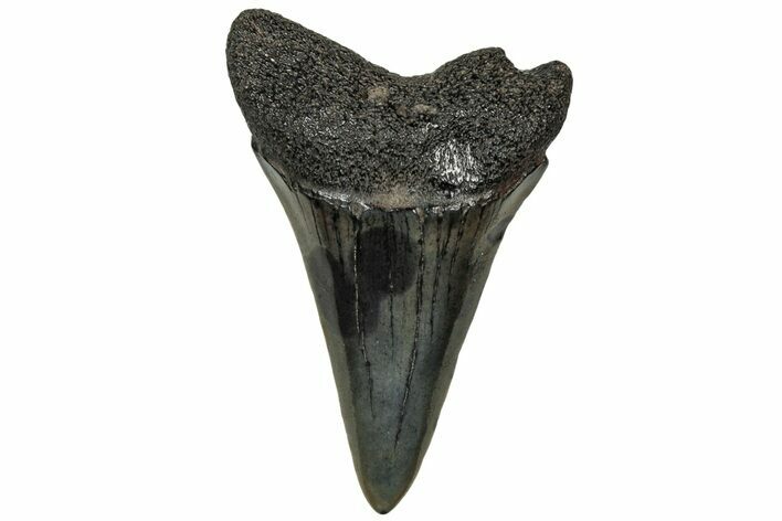 Fossil Broad-Toothed Mako Tooth - South Carolina #313579